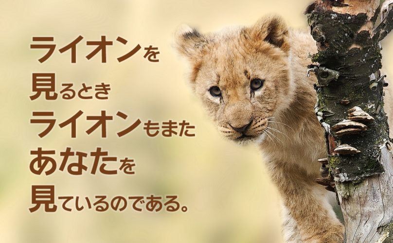 猫科猛獣類好きへ ライオンの赤ちゃん抱っこ のススメ 富士サファリパーク あそび師kaiの遊び人ブログ